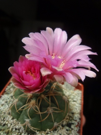 Gymnocalycium denudatum cv Jan Schuba