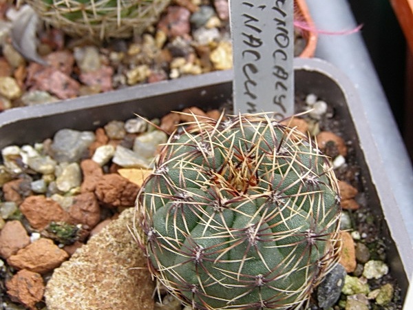 Gymnocalycium erinaceum