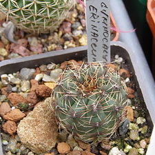 Gymnocalycium erinaceum