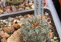 Gymnocalycium erinaceum