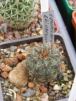 Gymnocalycium erinaceum