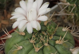 Gymnocalycium eurypleurum