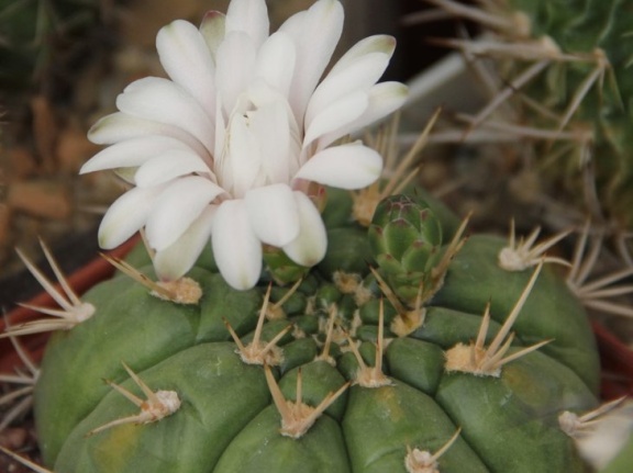 Gymnocalycium eurypleurum