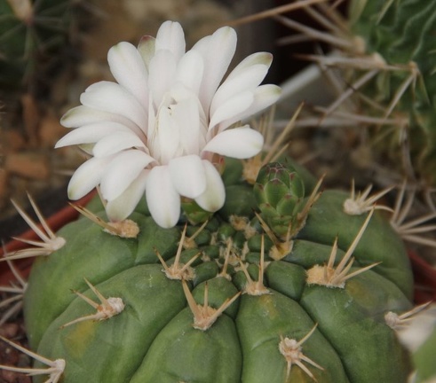 Gymnocalycium eurypleurum