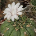 Gymnocalycium eurypleurum