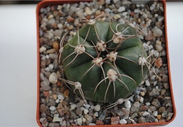 Gymnocalycium fleischerianum HU 304
