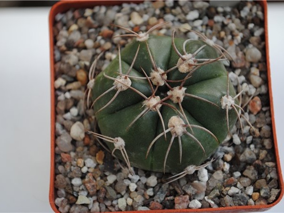 Gymnocalycium fleischerianum HU 304