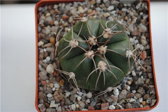 Gymnocalycium fleischerianum HU 304