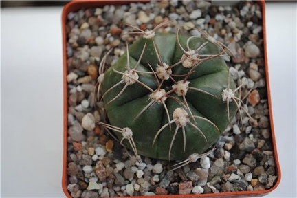 Gymnocalycium fleischerianum HU 304
