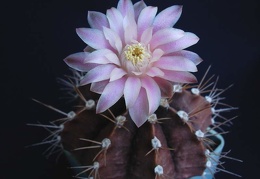 Gymnocalycium friedrichii1Pechersky