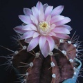 Gymnocalycium friedrichii1Pechersky