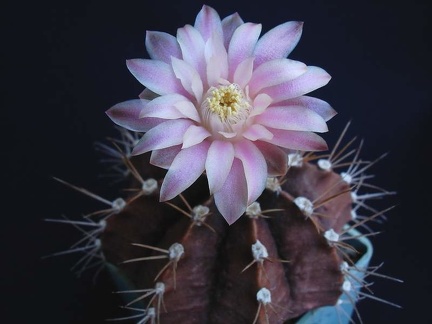 Gymnocalycium friedrichii1Pechersky
