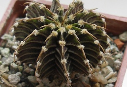 Gymnocalycium friedrichii LB2178 Agua Dulce Lira FG