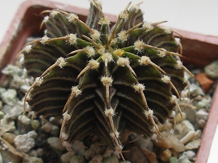 Gymnocalycium friedrichii LB2178 Agua Dulce Lira FG