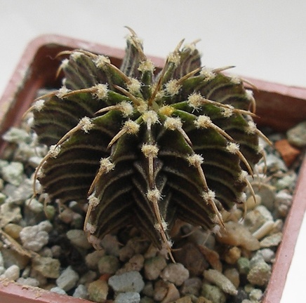 Gymnocalycium friedrichii LB2178 Agua Dulce Lira FG