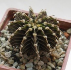 Gymnocalycium friedrichii LB2178 Agua Dulce Lira FG