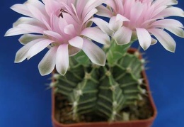 Gymnocalycium friedrichii Lira