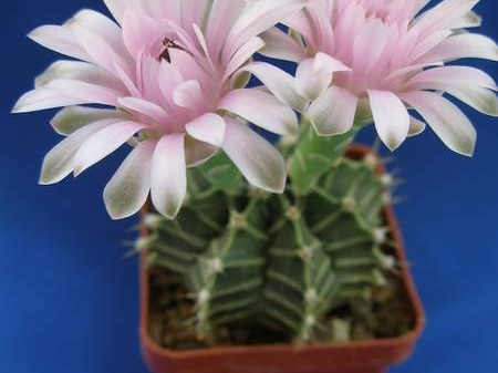 Gymnocalycium friedrichii Lira