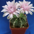Gymnocalycium friedrichii Lira