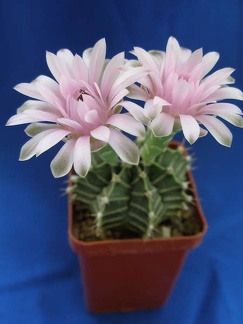 Gymnocalycium friedrichii Lira