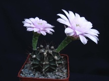 Gymnocalycium friedrichii Pechersky