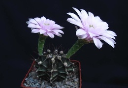 Gymnocalycium friedrichii Pechersky