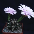 Gymnocalycium friedrichii Pechersky