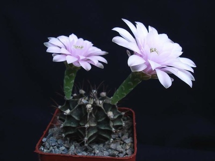 Gymnocalycium friedrichii Pechersky