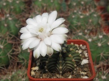 Gymnocalycium friedrichii v moserianumVos 01-014-01