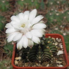 Gymnocalycium friedrichii v moserianumVos 01-014-01