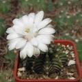 Gymnocalycium_friedrichii_v_moserianumVos_01-014-01.jpg