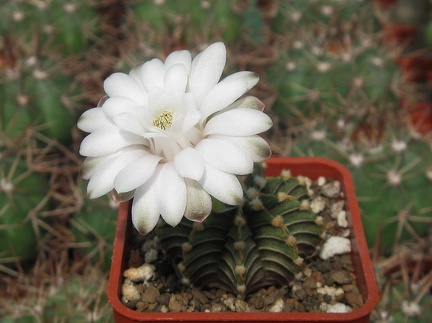 Gymnocalycium friedrichii v moserianumVos 01-014-01