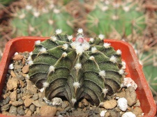 Gymnocalycium friedrichii v moserianumVos 01-014