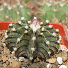 Gymnocalycium friedrichii v moserianumVos 01-014