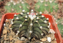 Gymnocalycium friedrichii v moserianumVos 01-014