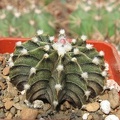 Gymnocalycium_friedrichii_v_moserianumVos_01-014.jpg