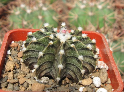 Gymnocalycium friedrichii v moserianumVos 01-014