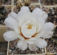 Gymnocalycium gibbosum P95 Mukhin winner dec2012