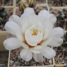 Gymnocalycium gibbosum P95 Mukhin winner dec2012