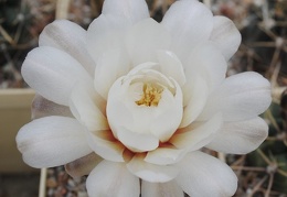 Gymnocalycium gibbosum P95 Mukhin winner dec2012