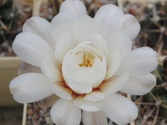 Gymnocalycium gibbosum P95 Mukhin winner dec2012
