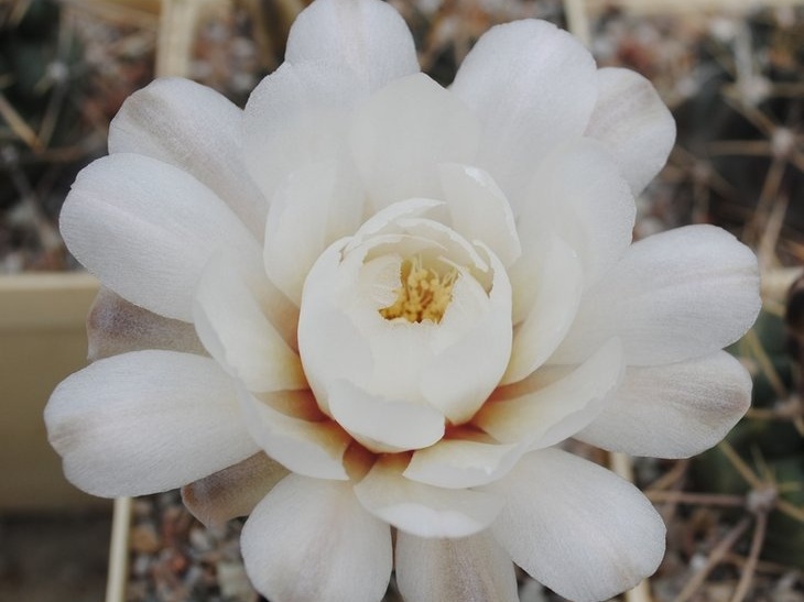 Gymnocalycium gibbosum P95 Mukhin winner dec2012