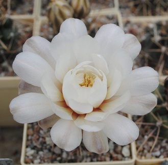 Gymnocalycium gibbosum P95 Mukhin winner dec2012