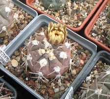 Gymnocalycium glaucum Sam FG