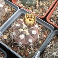 Gymnocalycium glaucum Sam FG
