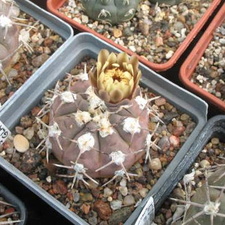 Gymnocalycium glaucum Sam FG