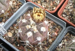 Gymnocalycium glaucum Sam FG