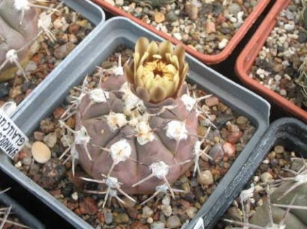 Gymnocalycium glaucum Sam FG