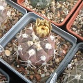 Gymnocalycium glaucum Sam FG