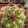 Gymnocalycium hammerschmidii